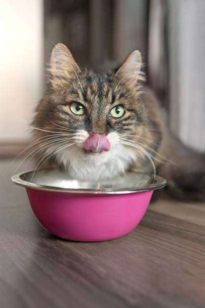 L’appétit chez le chat
